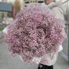 51 розовая гипсофила